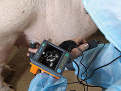 デジタルPorbe 2.5M、3.5Mの3.5インチ スクリーンそして頻度の医学の獣医の超音波の走査器